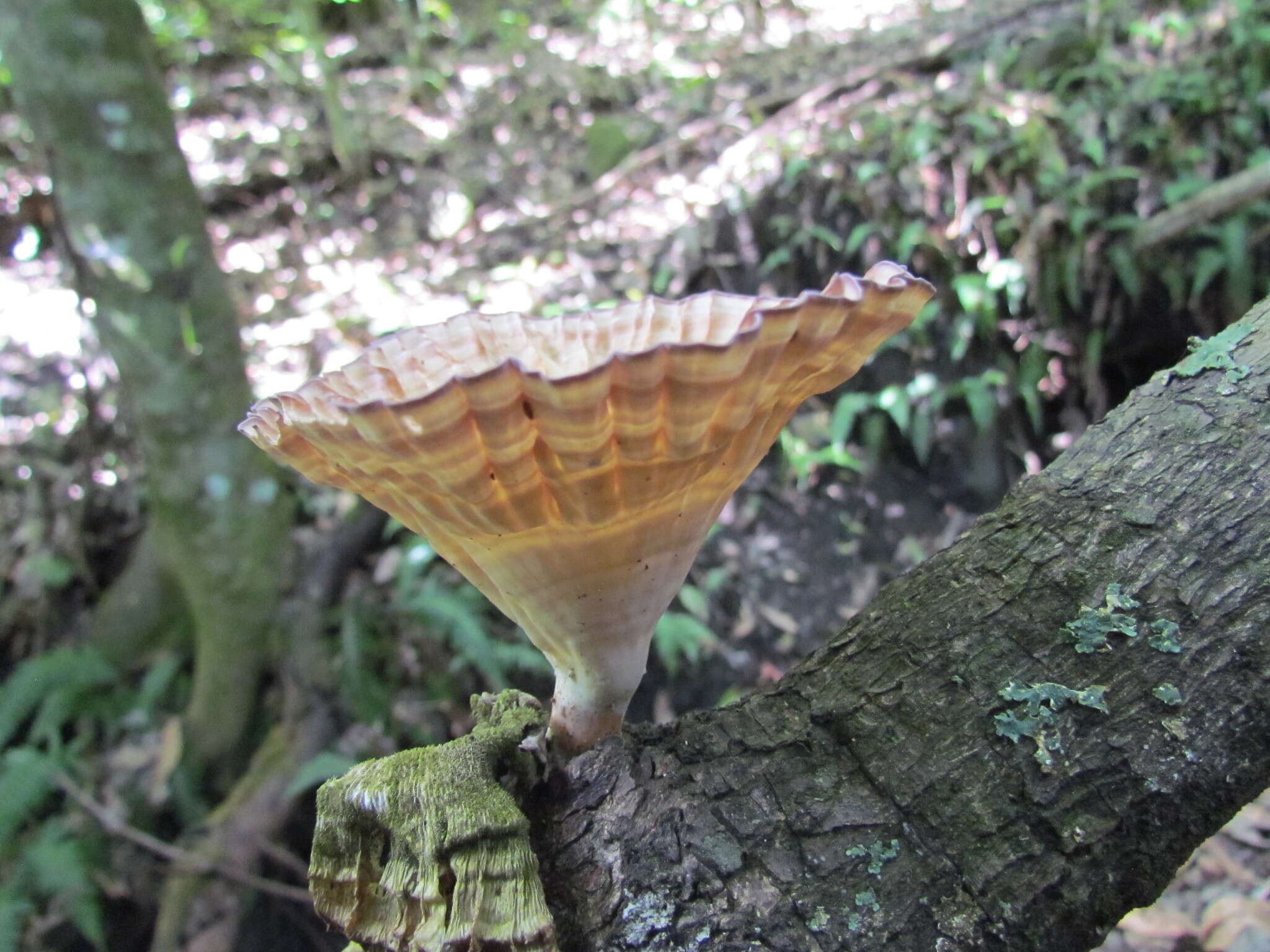 Image of Cymatoderma caperatum (Berk. & Mont.) D. A. Reid 1956