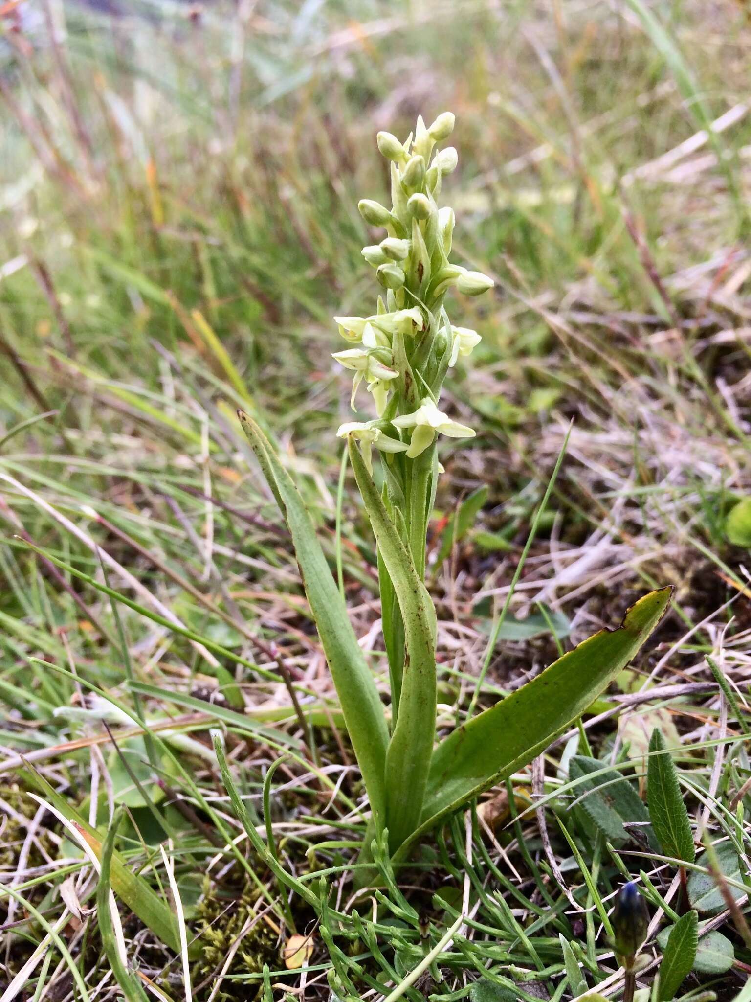 Image of Northern green orchid