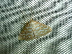 Image of Idaea sericeata