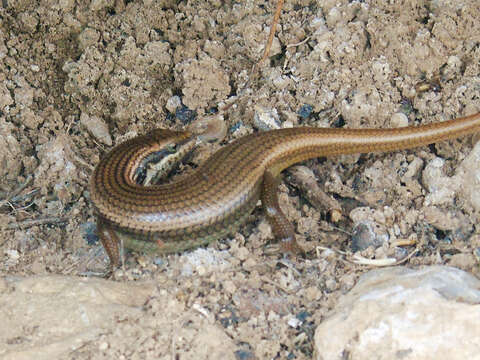 Image of Trachylepis tessellata (Anderson 1895)