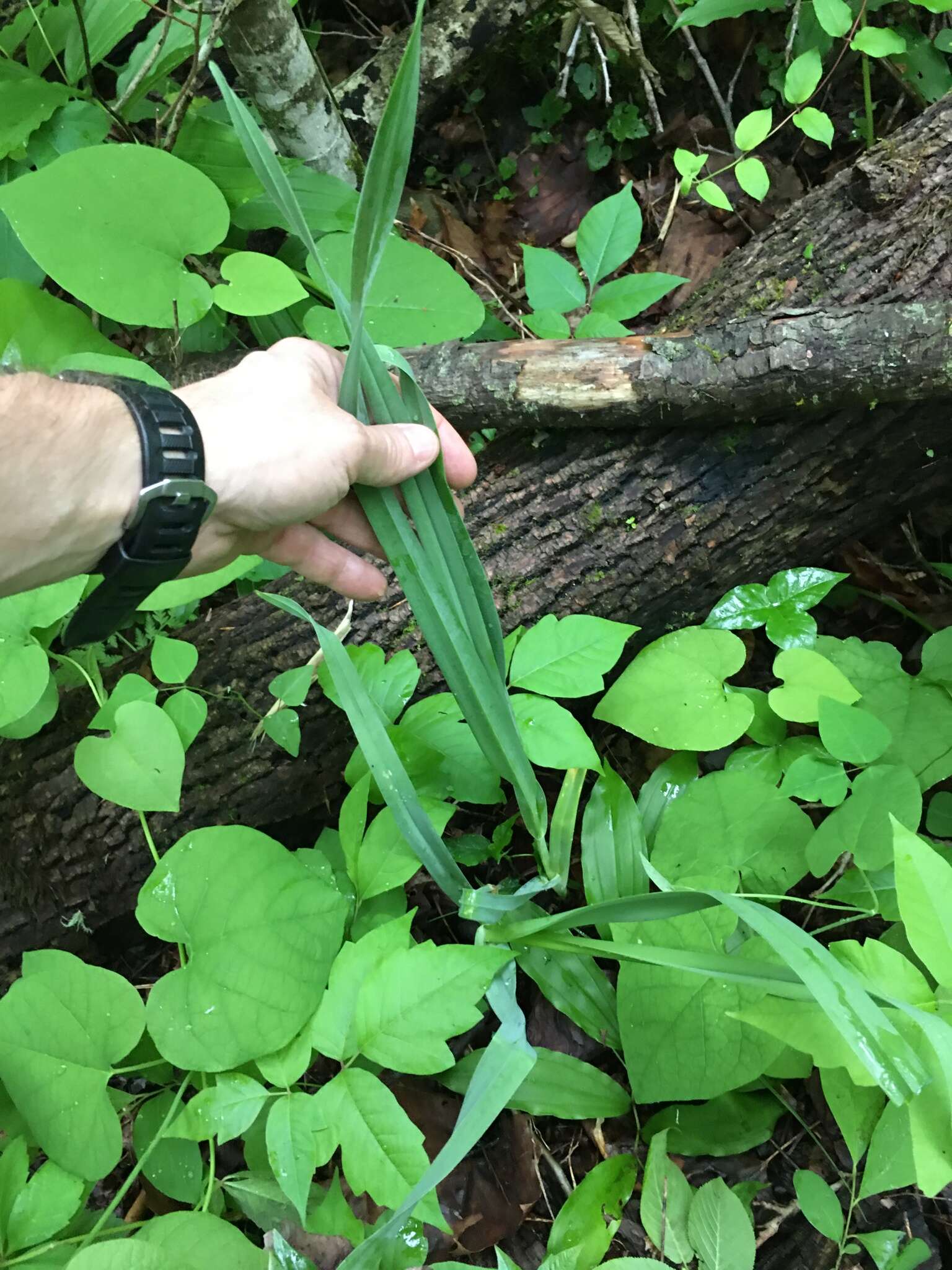 Image of cultivated garlic