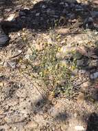 Image of Helenium aromaticum (Hook.) L. H. Bailey