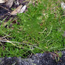 Image of Facelis retusa subsp. retusa