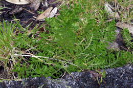 Image of Facelis retusa subsp. retusa