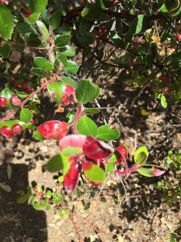 Image of Exobasidium arctostaphyli Harkn. 1884