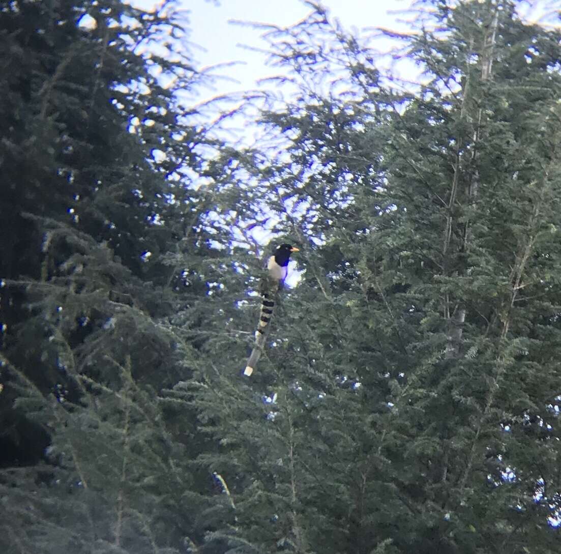 Image of Gold-billed Magpie