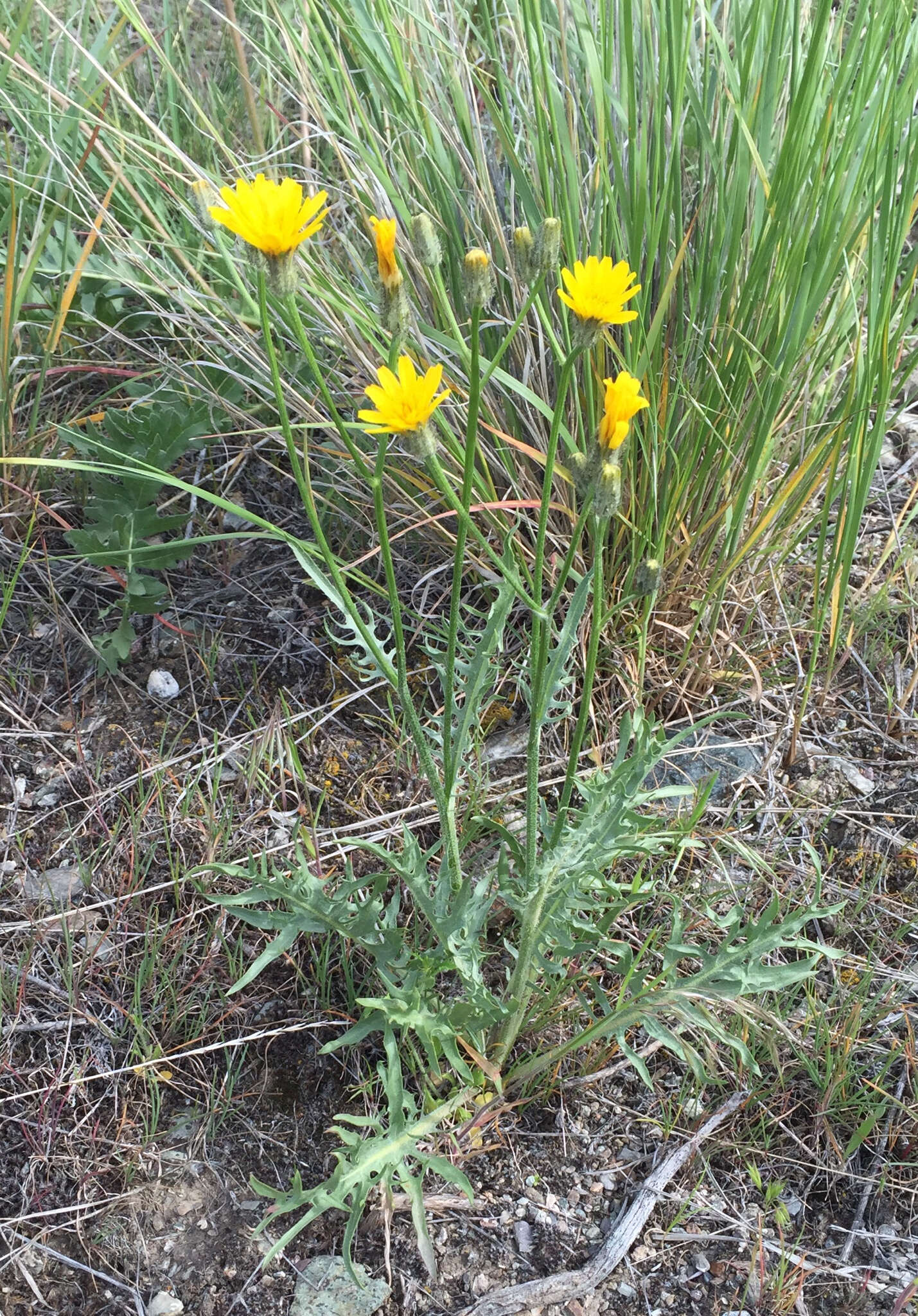 Crepis modocensis Greene resmi