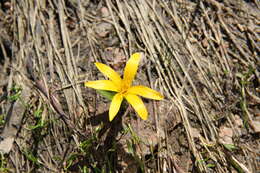 Image of Colchicum luteum Baker