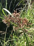 Imagem de Cyperus longus subsp. longus