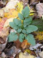 Image of bluntlobe grapefern