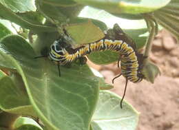 Image of <i>Danaus chrysippus orientis</i>