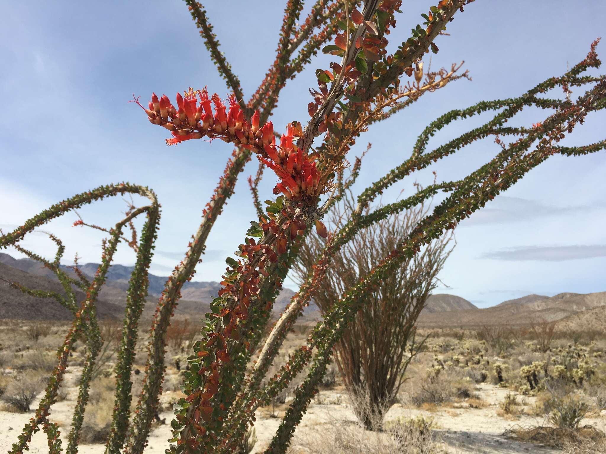 Image of Fouquieria splendens subsp. splendens