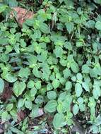 Image of West Indian Clearweed