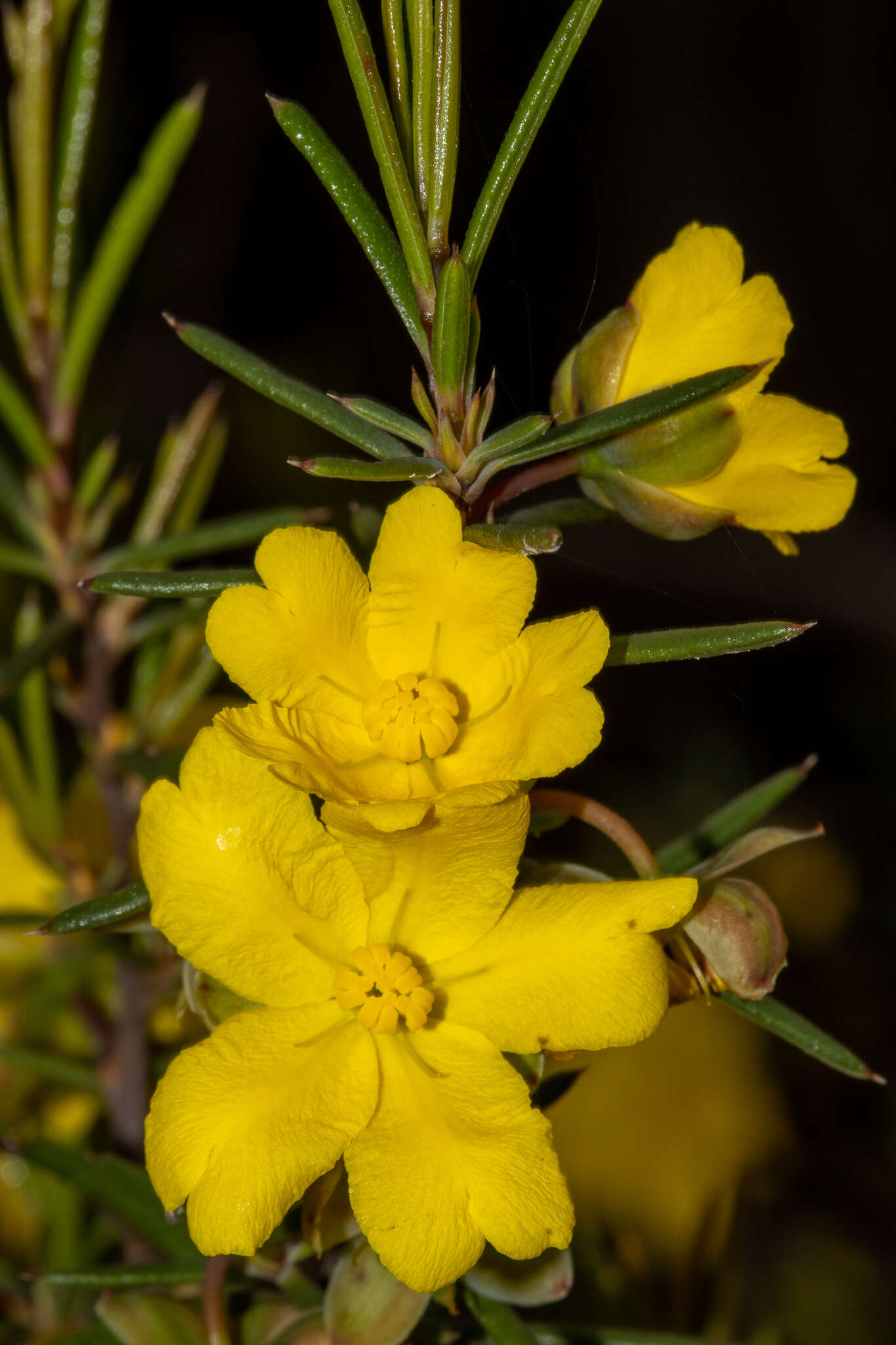 Image of Hibbertia exasperata (Steudel) Briq.