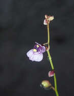 Image of Utricularia hispida Lam.