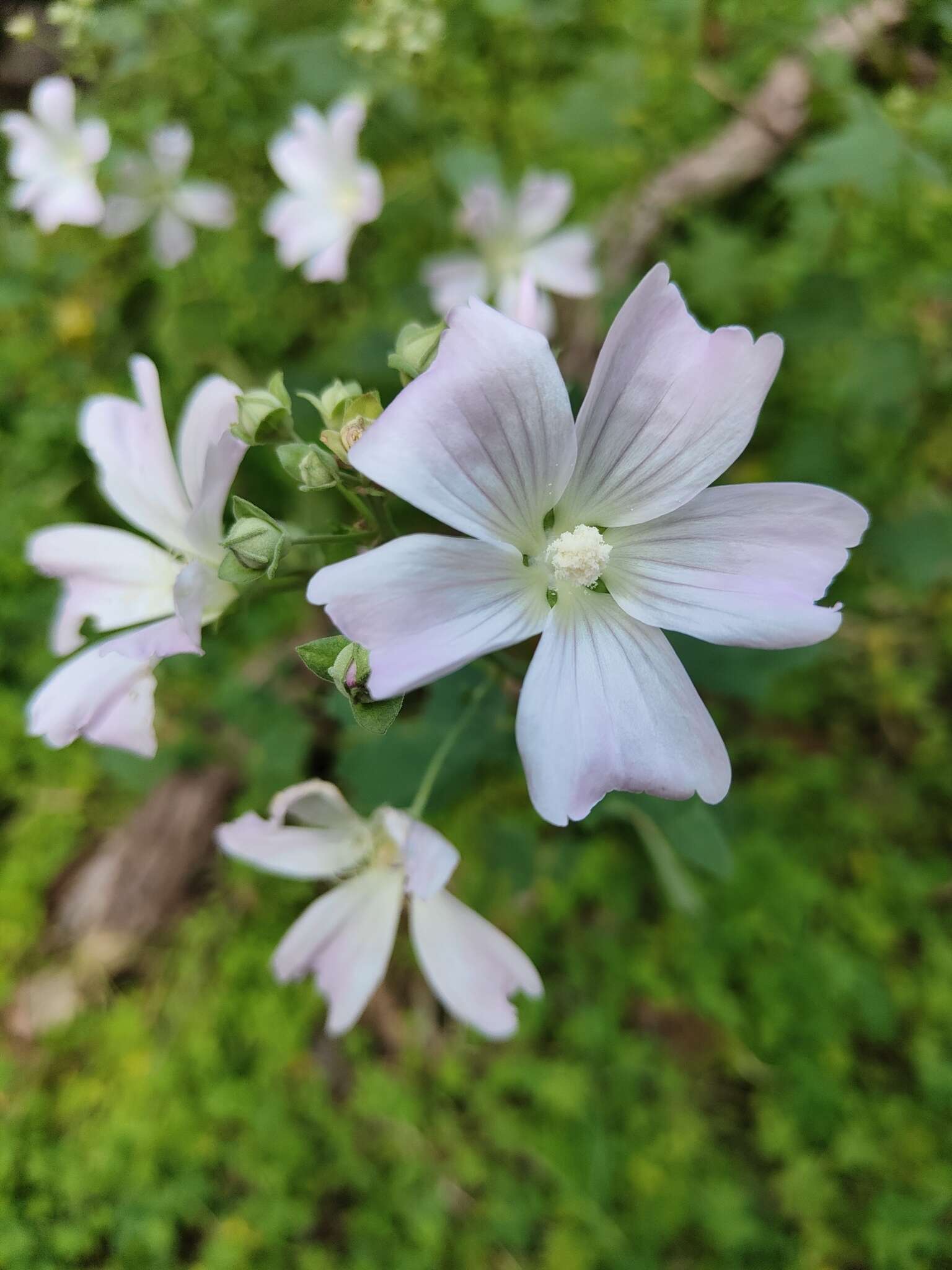 Image of Malva australiana M. F. Ray