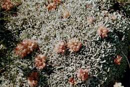 Imagem de Eriogonum ovalifolium var. nivale (Canby ex Coville) M. E. Jones