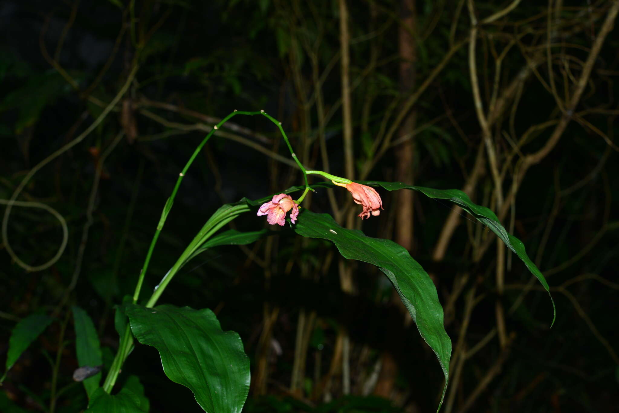 Image of Phaius mishmensis (Lindl. & Paxton) Rchb. fil.