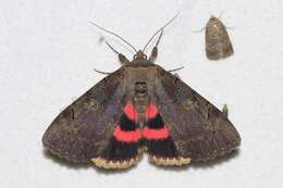 Image of Darling Underwing