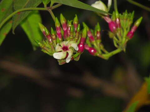 Image of Temnadenia odorifera (Vell.) J. F. Morales