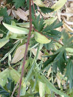 Image of cut-leaved bramble