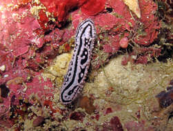 Image of Phyllidiella zeylanica (Kelaart 1859)