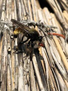 Image of Laphria flava (Linnaeus 1761)