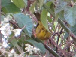 Image of Black-crested Warbler