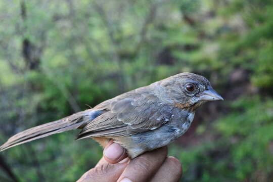 Image of White-throated Towhee