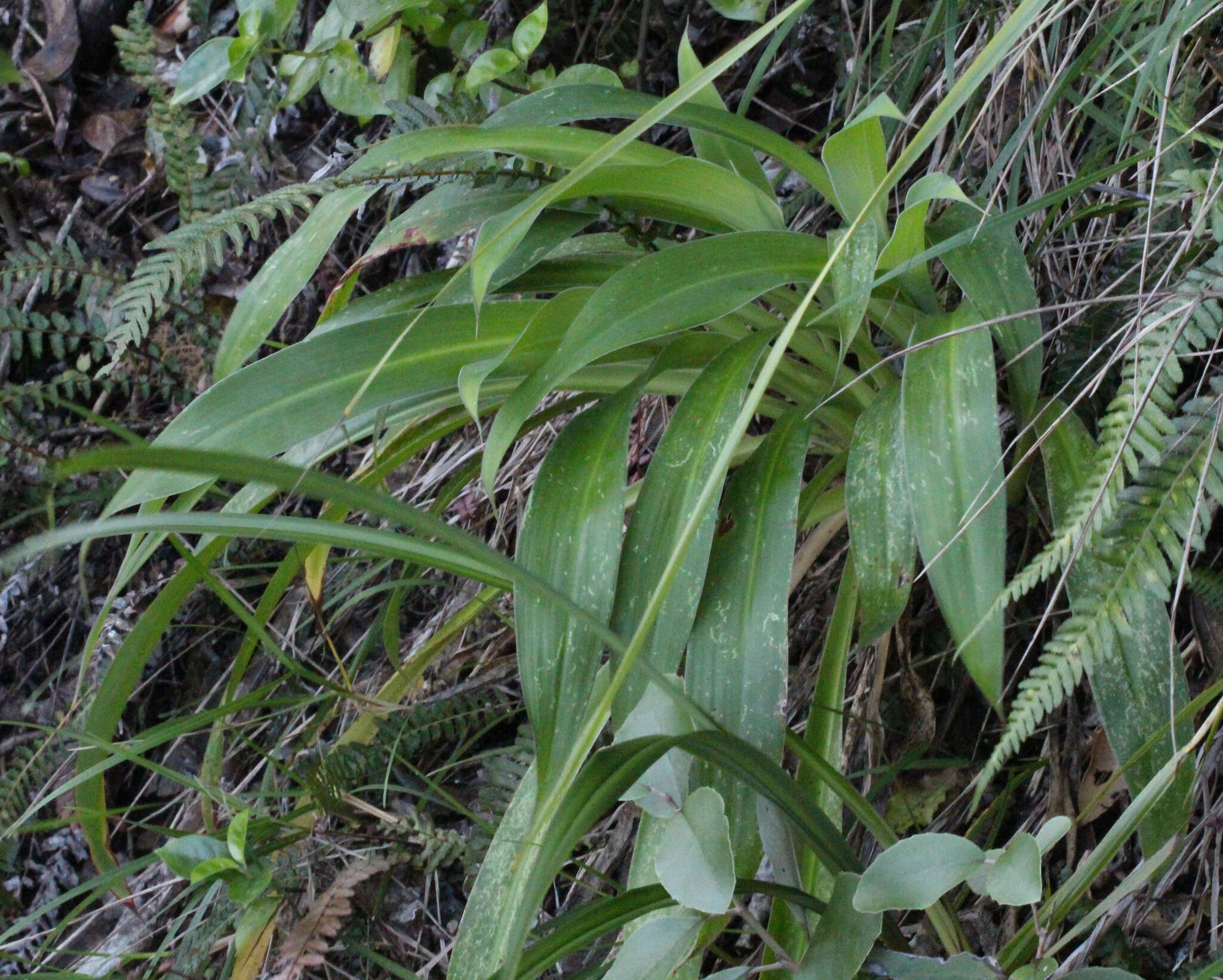 Image of Arthropodium cirratum (G. Forst.) R. Br.