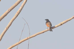 صورة Emberiza goslingi (Alexander 1906)