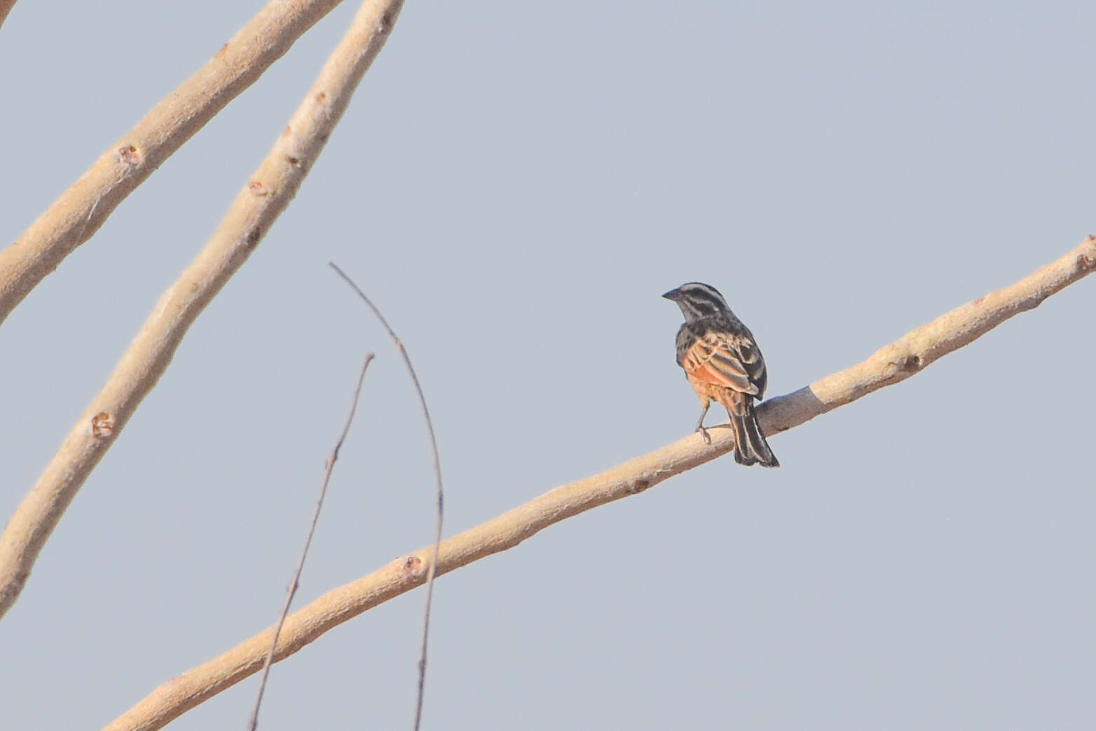 صورة Emberiza goslingi (Alexander 1906)