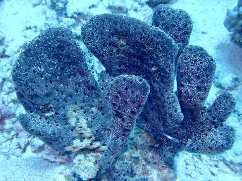 Image of Erect Finger-sponge
