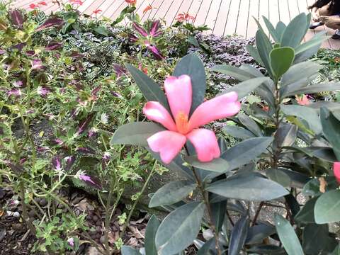 Image of Camellia azalea C. F. Wei