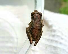 Image of Bandeirantes Snouted Treefrog