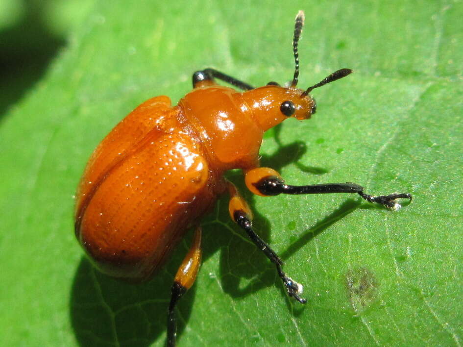 Image of Henicolabus giganteus Voss 1925