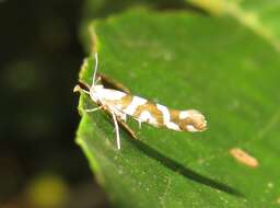 Imagem de Argyresthia goedartella Linnaeus 1758