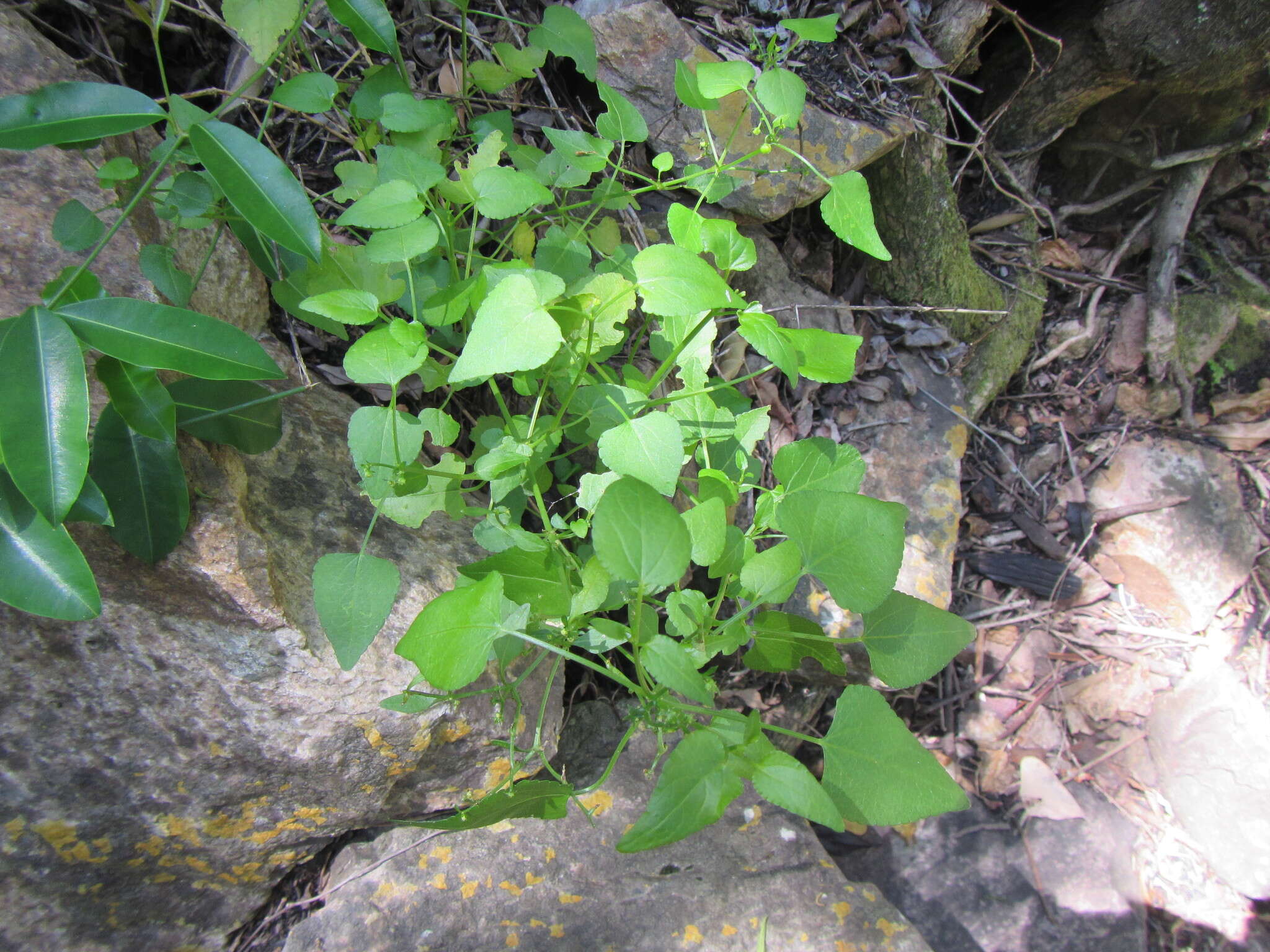 Imagem de Adenocline acuta (Thunb.) Baill.