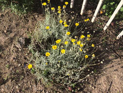 Image of desert marigold