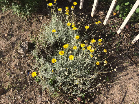 Image of desert marigold