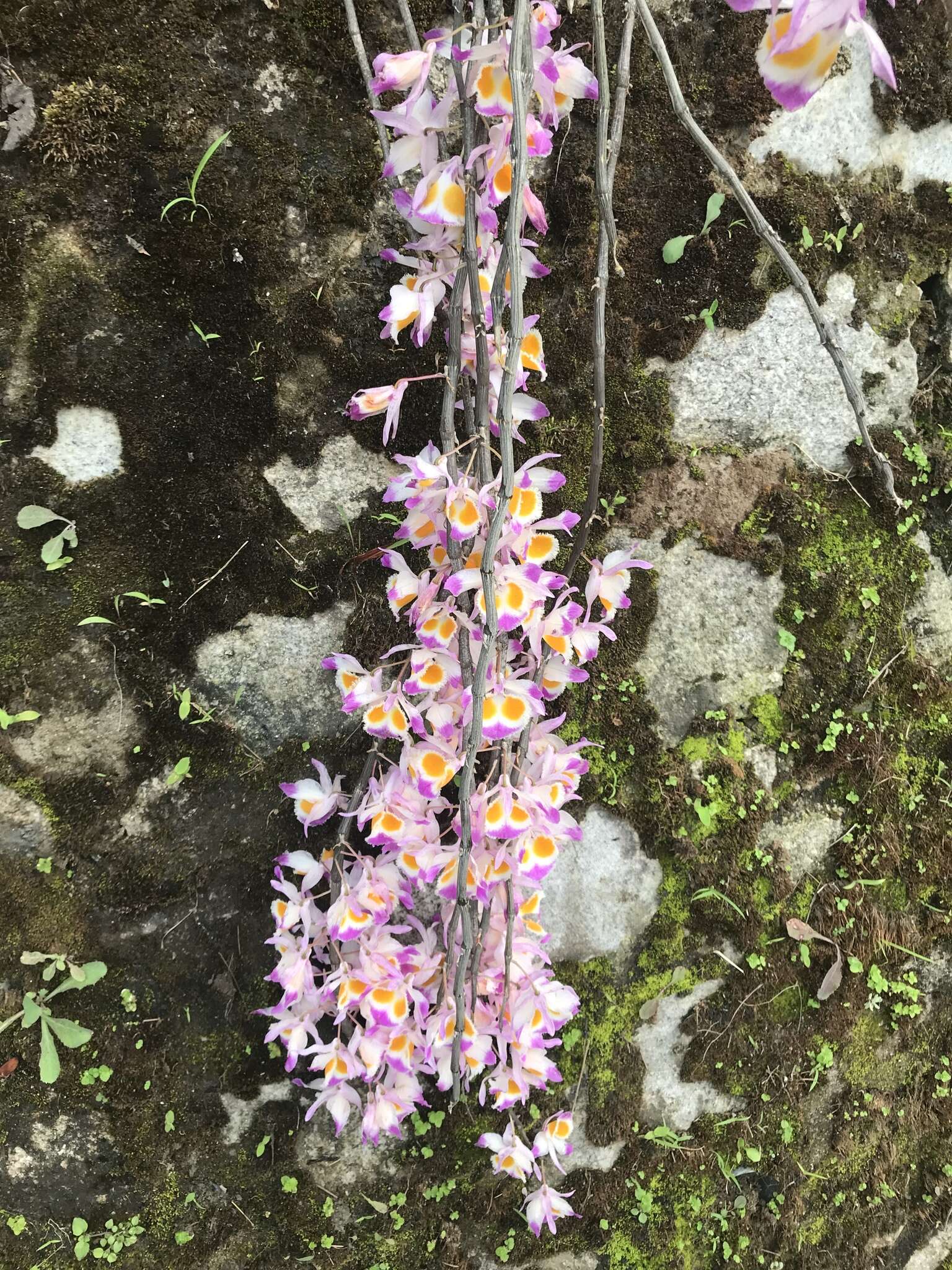 Plancia ëd Dendrobium devonianum Paxton