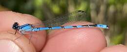 Image of New England Bluet