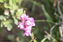 Image of Antirrhinum tortuosum Bosc ex Vent.