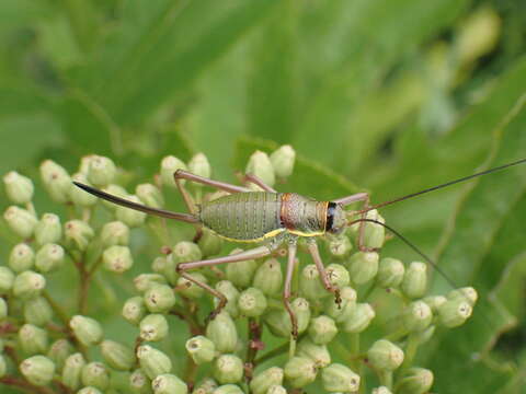 Image of saddle-backed bush-cricket