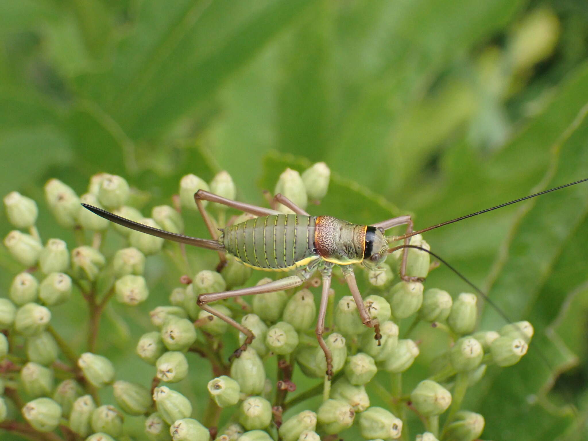 Image of saddle-backed bush-cricket