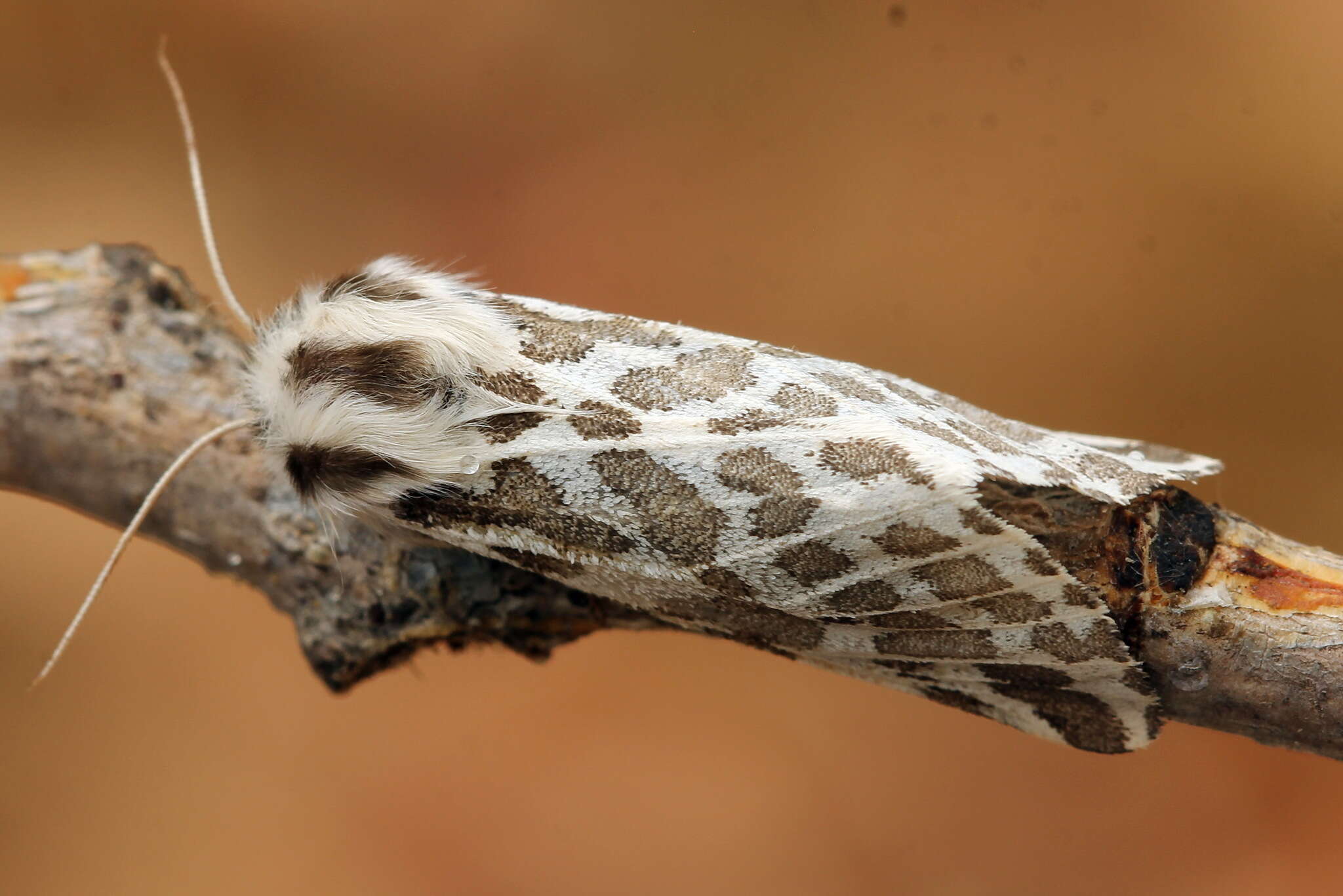 Plancia ëd Lacydes spectabilis (Tauscher 1806)