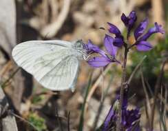 Image of Wood White