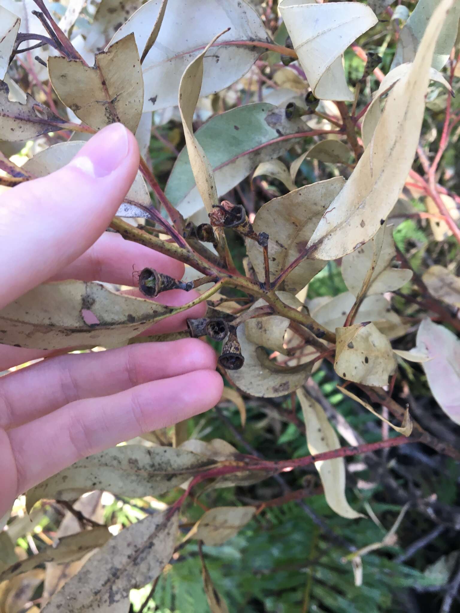 Imagem de Eucalyptus robusta Sm.