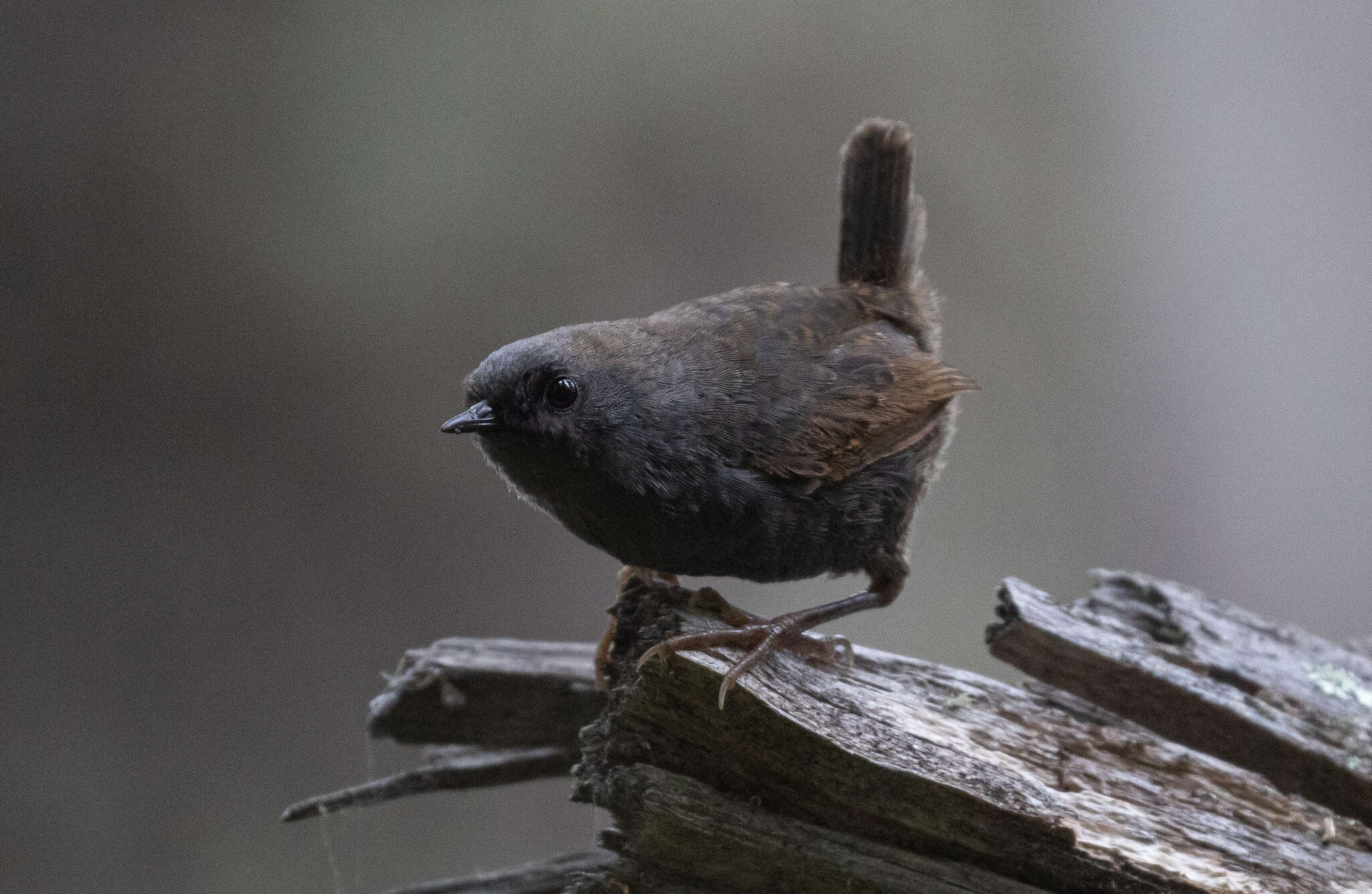 Image of Magellanic Tapaculo