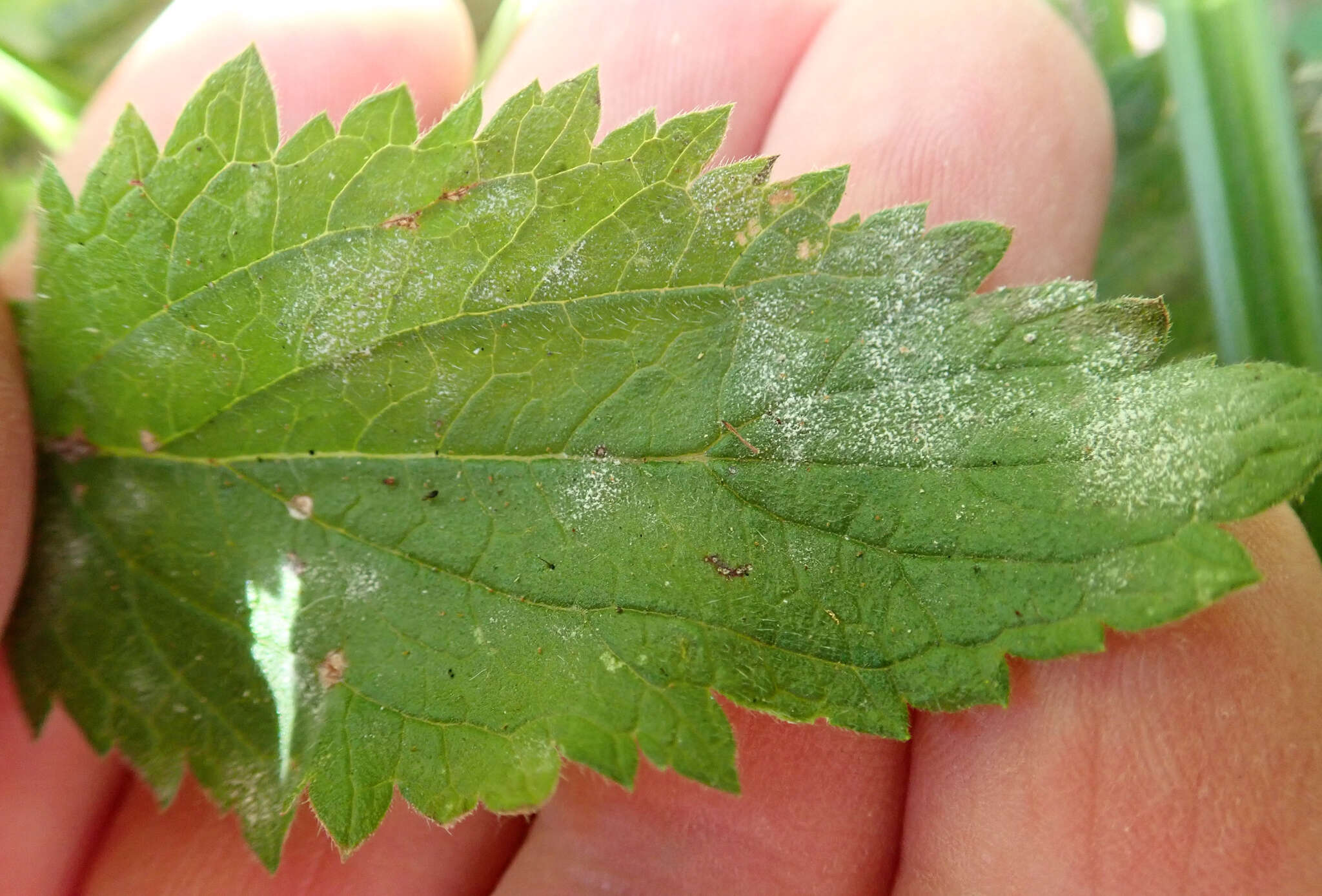 Image of Podosphaera fusca (Fr.) U. Braun & Shishkoff 2000